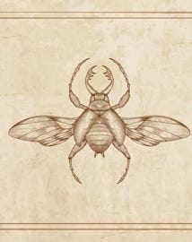 Imagined Insects ink illustration